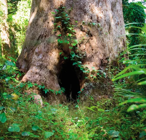 Barney Duffy Tree, Norfolk Island