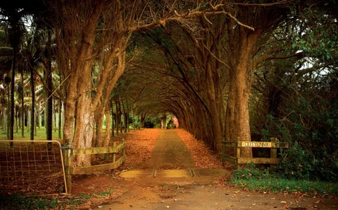 Out Yenna, Colleen McCullough's Norfolk Island Home
